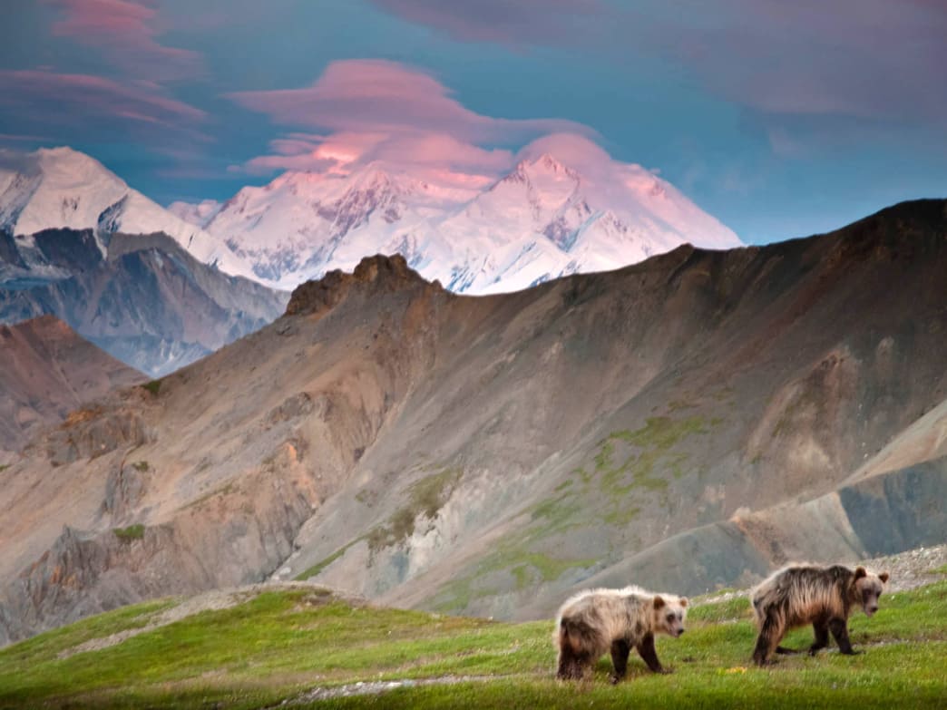 Wildlife Safety Guidelines: A Primer for Outdoor Enthusiasts